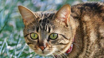 黄仁勋200亿美金“招安”高中辍学生!英伟达挖空Groq TPU核心人才,逼财务官上位CEO,英特尔18A遭弃