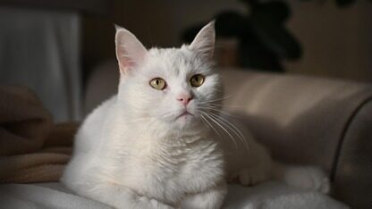 鸿蒙应用Q&A：开发套件DevEco Testing