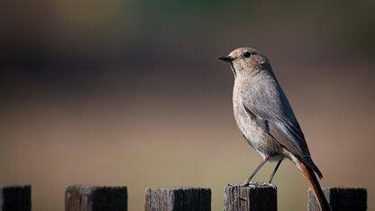 AI Agent如何重构企业核心系统?深度拆解Agent、多模态与组织变革的实战路径|AICon