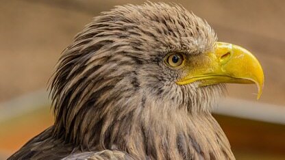 区块链周报：EOS创始人离职；福布斯发布加密货币亿万富翁榜；神马矿机筹备美股上市