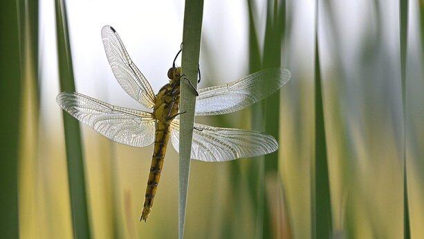 微软封杀俄罗斯用户：官网禁止下载Win11/10系统