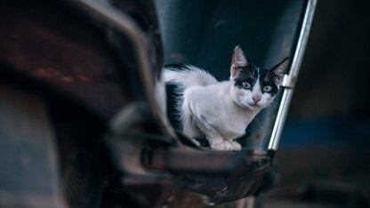 Flutter 的新功能、Dart 开发工具以及一行神奇的 CSS 代码 | Google 开发者大会见闻