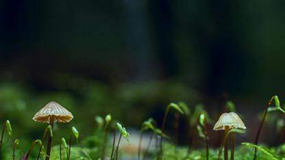 谷歌研究院探索多智能体协调的扩展原则