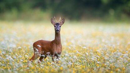 2026“企业Agent上岗元年”？零一万物六大判断定义企业多智能体，不再沿用大厂标准化产品模式”