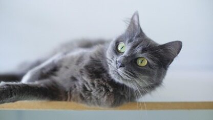 “机器人一次性卖完太亏！”真机智能刘智勇：今年中国本体厂商将大淘汰，拼的是世界模型