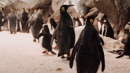 Next Moca 开源智能体定义语言 ADL