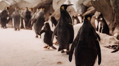 Next.js 16 上线,有人 3 天升级成功,也有人生产环境翻车