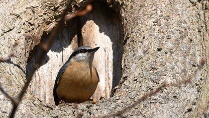VoidZero的Rolldown库：具备Rollup兼容性且拥有Rust般速度的AP