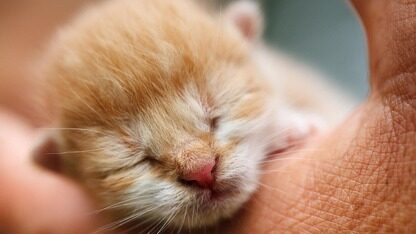 机器人公司高价争抢春晚赞助席位,报价拉升至1亿元?被曝企业回应了