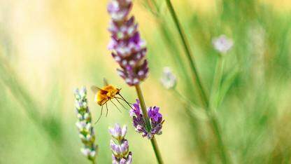 人类在 AI 辅助软件开发中应扮演何种角色？