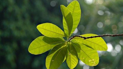 通过 Devoxx Genie IntelliJ 插件可访问本地或云端 LLM 模型