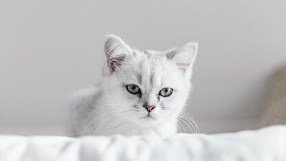 编程超越 Gemini 3 Pro？GLM-5 性能实测对齐 Opus 4.6，智谱市值突破1700亿港元