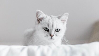 烧2万亿美元却难用?Gary Marcus狂喷AI赛道不靠谱:推理模型只是“模仿秀”,OpenAI一年后倒闭?