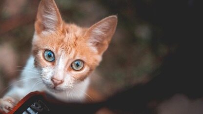 写入快 2 倍,查询快 6 倍,存储成本反降 50%:丰巢日志平台从 ELK 升级为 Apache Doris