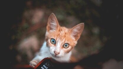 曝Meta狂砍20%岗位!超1.6万人将失业,传闻“要用AI智能体取代整个工程团队”?