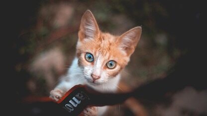 10小时连崩4次、Claude疯狂宕机!刚把ChatGPT干到295%卸载量,就没顶住二次“爆红”?