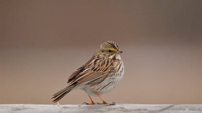 谷歌 Aletheia 推动全自主代理式数学研究迈向新高度