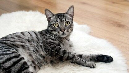 智元首席科学家罗剑岚：2026年挖出真实场景的Scaling law，全系机器人将上线“新系统”