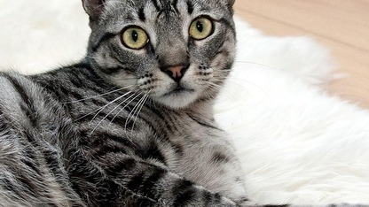 Arkweb如何正确加载web的当前title?