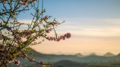 HarmonyOS动态照片,简易环境助力高效开发