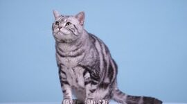 英特尔连环炸：CTO被OpenAI挖走、中国区架构大调！陈立武亲自下场扛AI，称“不再提供空白支票”