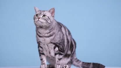 英特尔连环炸:CTO被OpenAI挖走、中国区架构大调!陈立武亲自下场扛AI,称“不再提供空白支票”