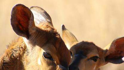 CNCF毕业项目Dragonfly，标志着云原生镜像分发领域的重要里程碑