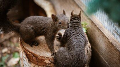 谷歌云推出 Agents CLI，简化 AI 智能体开发全流程