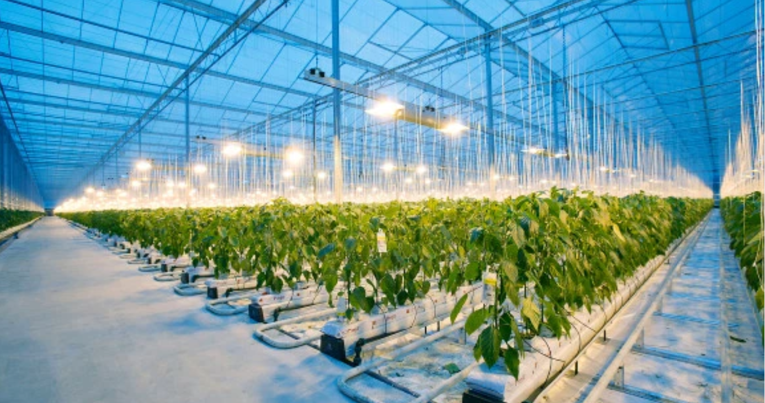 人工智能新挑战：微软，腾讯和英特尔正在无人温室种植黄瓜