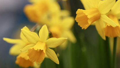 谷歌云KMS推出后量子密钥管理支持,应对“现在收集,以后解密”威胁