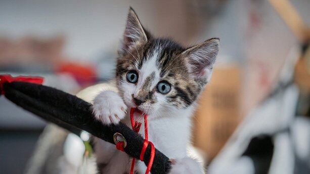 数据资源如何变资产，金蝶提出数据资产盘点5步法