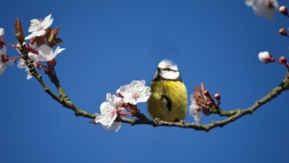 Rust贡献者推出新语言Rue,探索AI辅助编译器开发