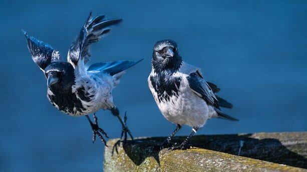 不要称之为卷土重来,Java 仍独领风骚