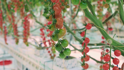 继AI种黄瓜后，腾讯AI种番茄收成超20年经验农业专家，每亩净利可增千元