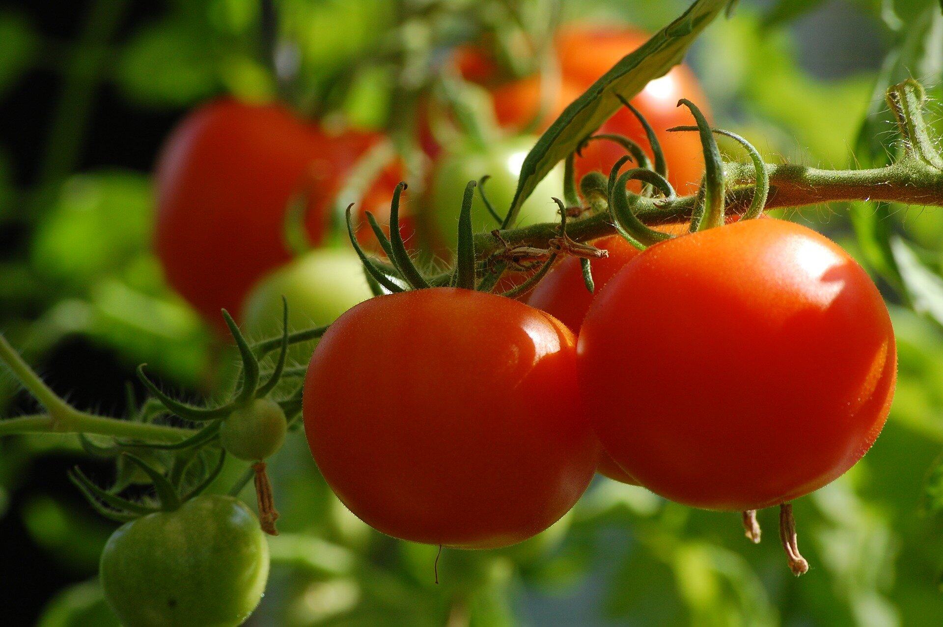 “智慧番茄”诞生记，一身“科技范”的番茄长啥样？