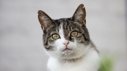 OpenAI 盲测新模型不如 Nano Banana Pro?曝Altman 要暂停 Sora,死磕 ChatGPT