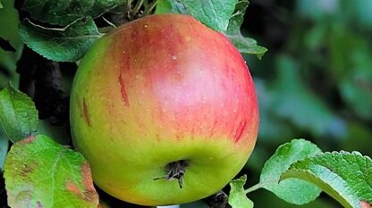苹果颠覆广告业，脸书带头开撕！180万App受影响