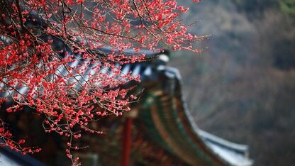 Reids在AGPL许可证下重回开源：是否为时已晚？